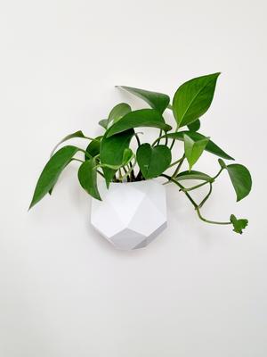 Wall mounted planter