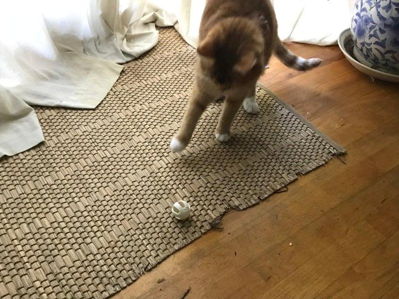 Cat Toy (Split in half)