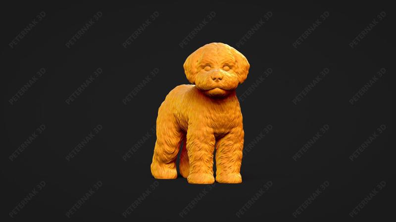 Bichon Frise Dog 3D Print Model Pose 03