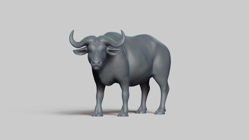 african buffalo pose 02