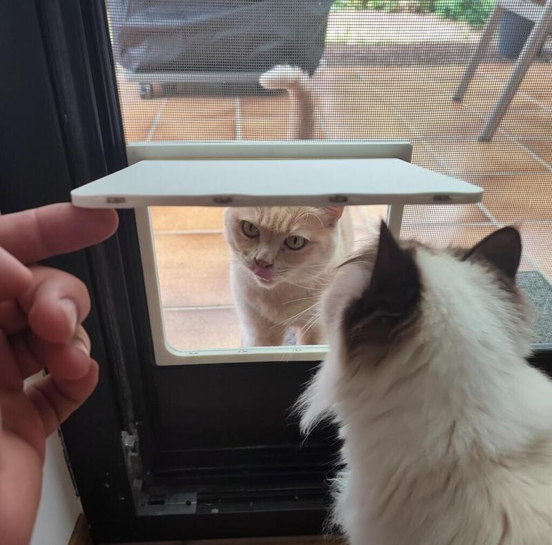 Cat door for fly screen with magnets