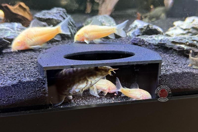 Aquarium Hide Aquarium Cave Aquarium Fish Tunnel