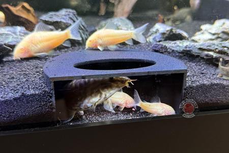 Aquarium Hide Aquarium Cave Aquarium Fish Tunnel