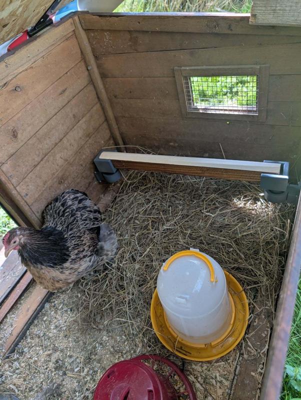 Red henhouse lice trap