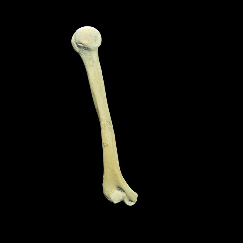 Left Humerus SKELETON SKELETON ANATOMY BONES ANTEATER TOAD AMPHIBIAN