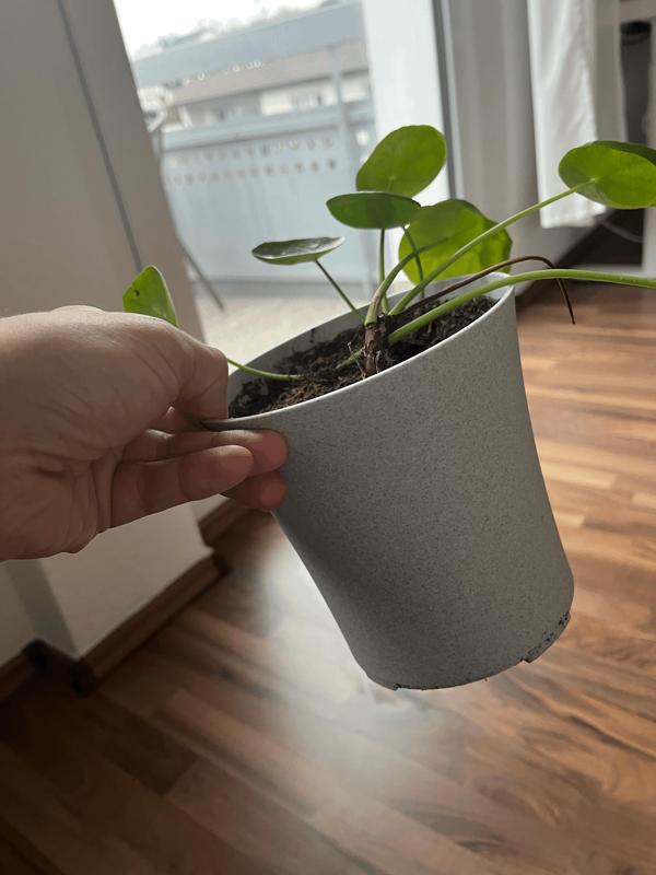 Flower Pot (Ø 14 cm / 5.5 in) with Drainage Holes   