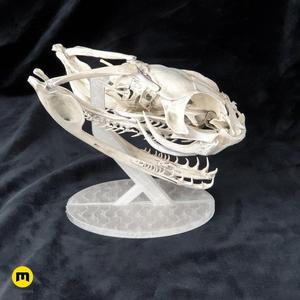 Gaboon Viper Snake Skull