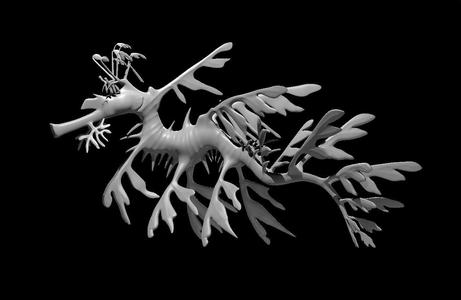 Giant Leafy Seadragon