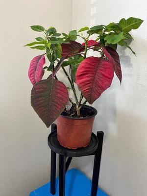 Plant Pot Simple Humidity/Drip Tray   