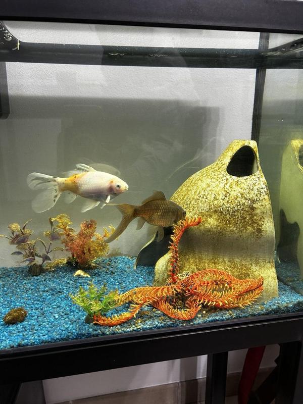 Big Mountain for Aquarium 🐠🏔️