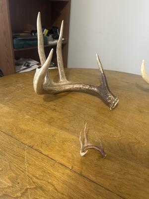 4 point whitetail deer