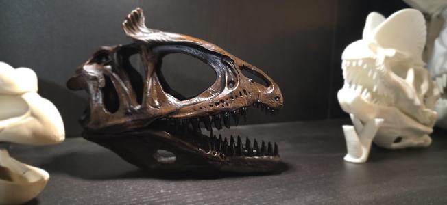 Cryolophosaurus Skull