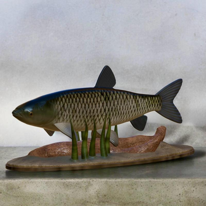 fish grass carp / Ctenopharyngodon idella / amur bílý statue detailed texture for 3d printing