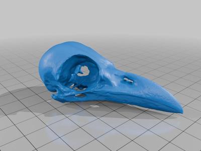 Magpie Skull