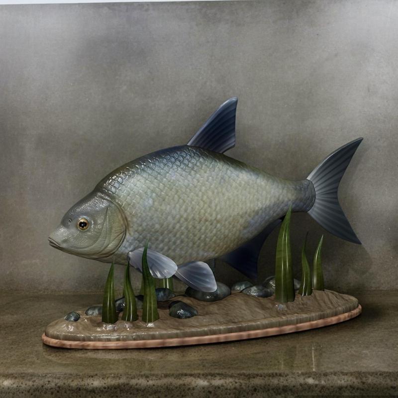 fish Common bream / Abramis brama statue underwater detailed texture for 3d printing