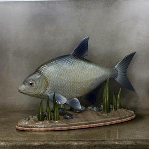 fish Common bream / Abramis brama statue underwater detailed texture for 3d printing