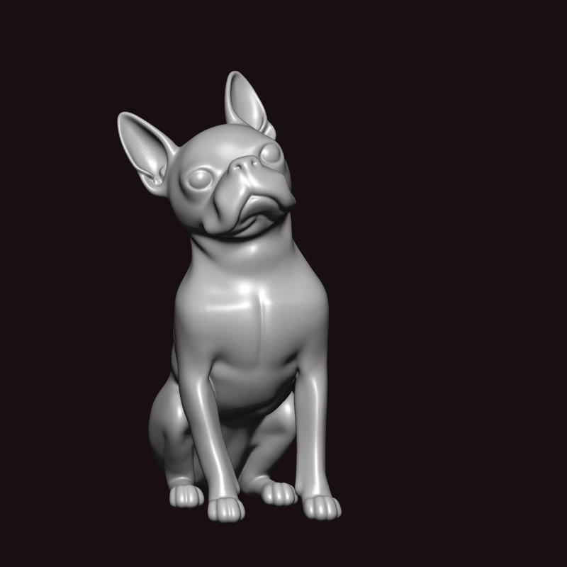 boston Terrier looking around