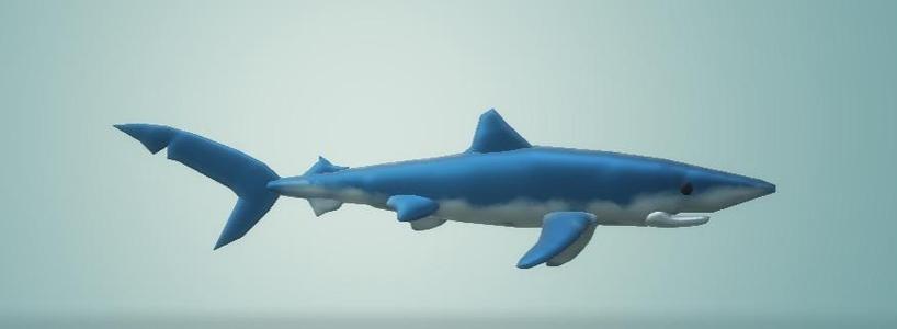 blue shark