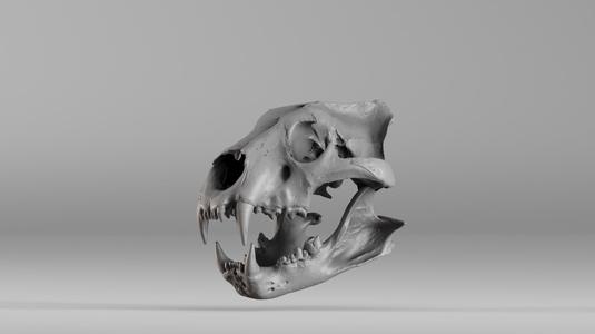 001602 Lion Skull