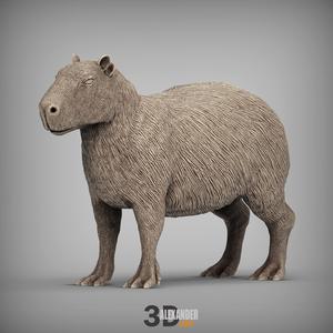 Capybara 3D print model