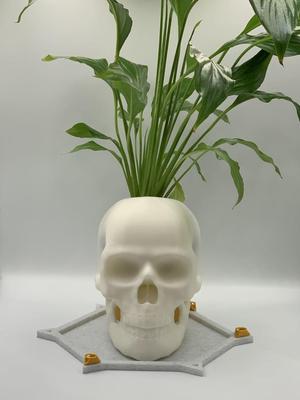Skull Pot