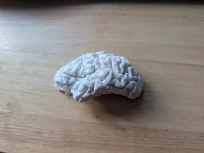 Brain in Parts plus Magnets   