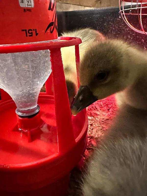 Pet Waterer Soda Bottle   