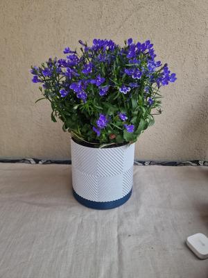 Geometric Vase, Diamond style with hidden saucer