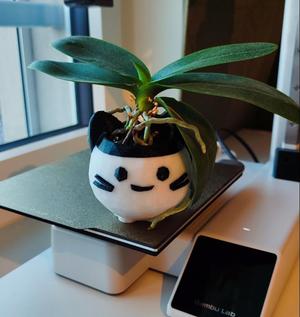 Cute cat plant pot