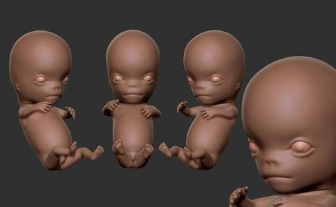8-week embryo from conception hands free