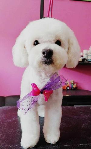 Bichon frisé 3D model