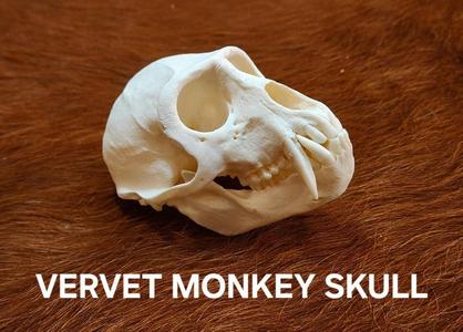 Vervet Monkey Skull