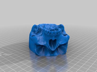 Skully - Animatronic Skull