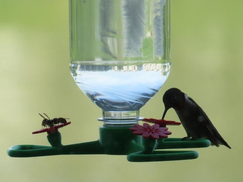 Hummingbird Feeder with Perch