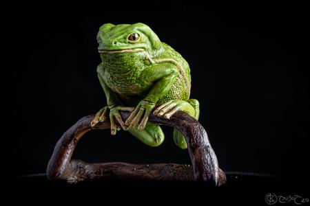 Waxy Monkey Tree Frog