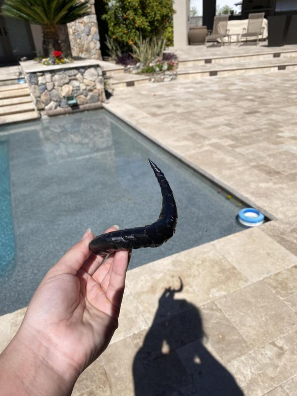 Beelzebub horns Obey me!