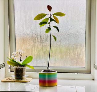 BIG HEART SHAPE SELF-WATERING POT