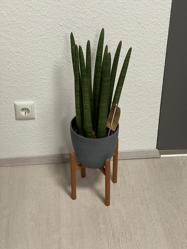 Minimal Modern Plant Stand