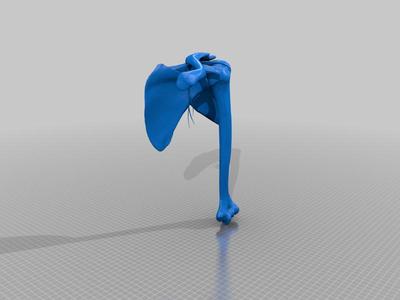 Shoulder joint