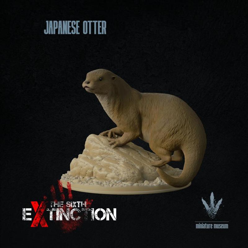 Japanese otter : Lutra nippon