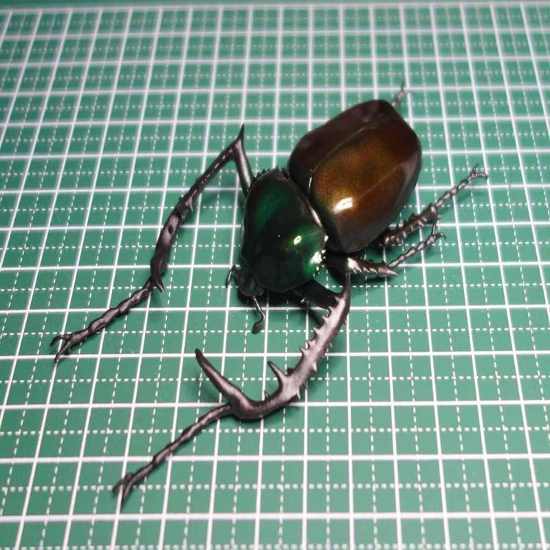 Cheirotonus jansoni