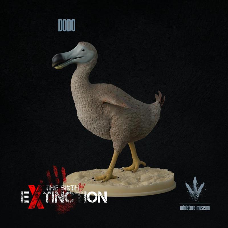 Dodo : Raphus cucullatus