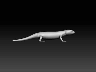 salamander - Amphibian