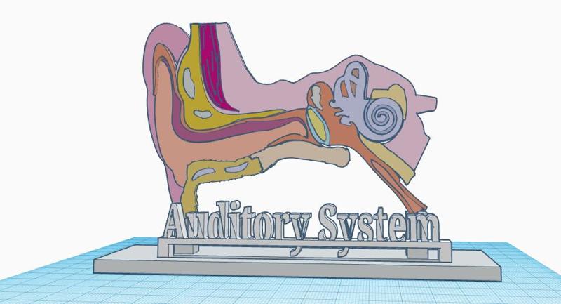 Human Auditory System