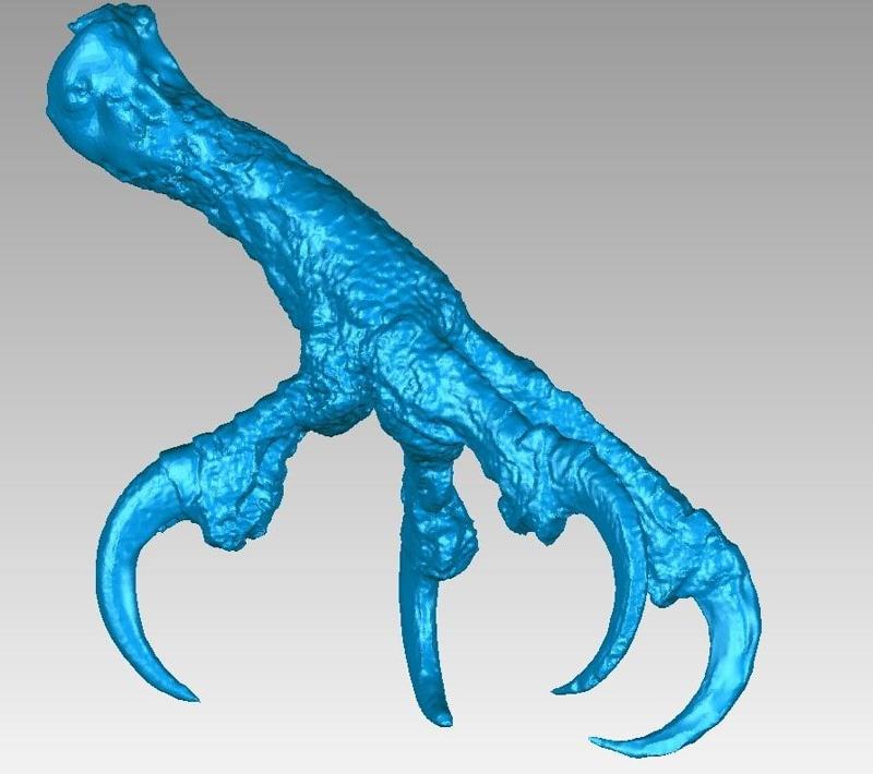 Leg and claws of an Osprey