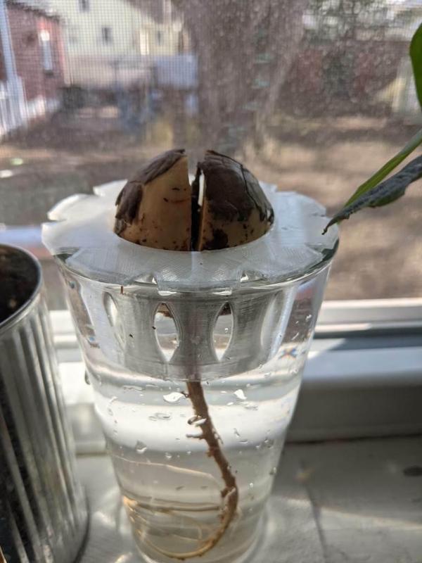 pint-size avocado pit holder (regular & large)