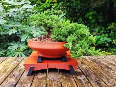 Bonsai Table