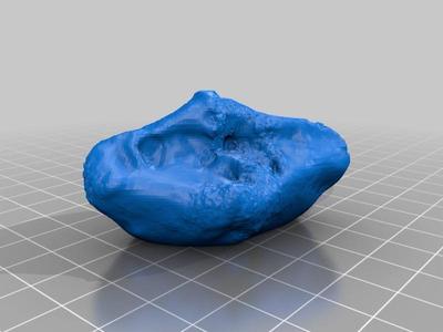 Brachiopod (Spirifer)