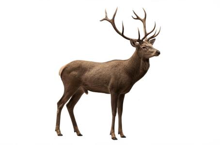 The Eld's Deer Model (Thailand) 003