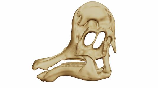Corythosaurus casuarius 3D skull